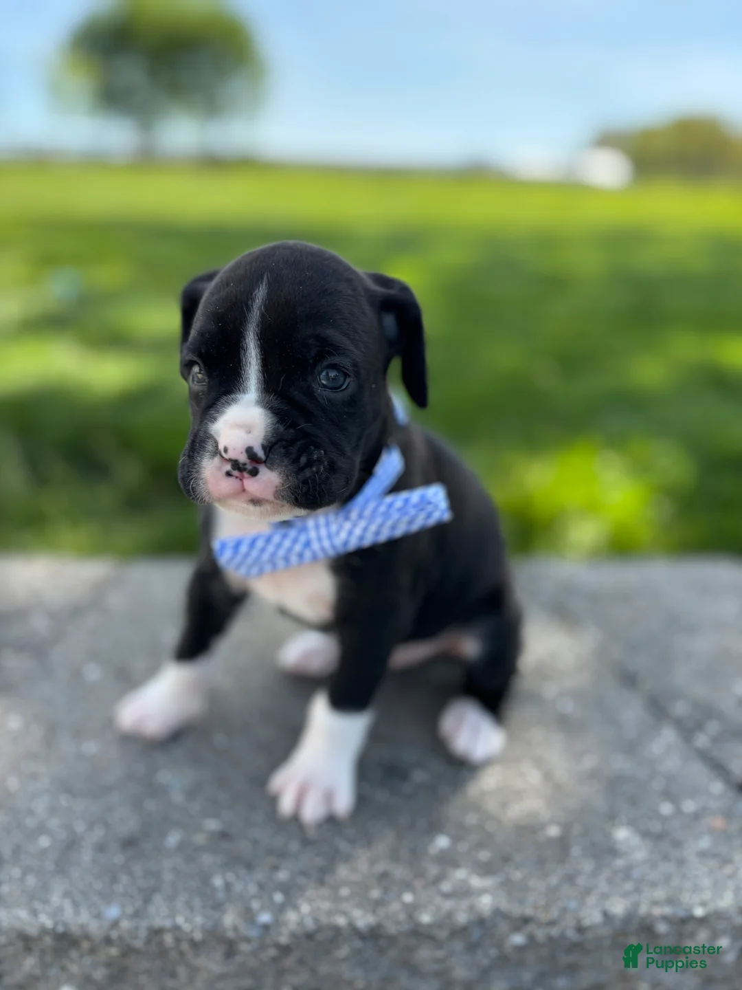 Boxer dogs for sale: Arnold - Ad 2