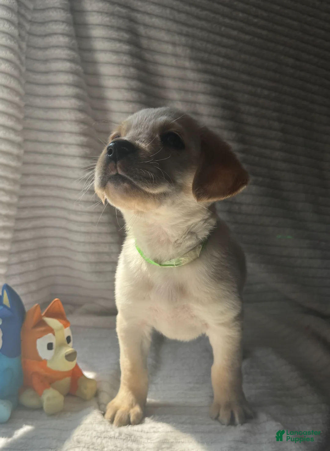 Labrador Retriever dogs for sale: Rascal - Ad 1