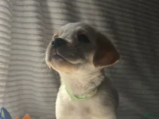 Labrador Retriever dogs Rascal - Ad 5