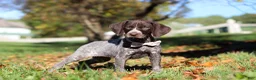 German Shorthaired Pointer dogs for sale: Angela - Ad 6