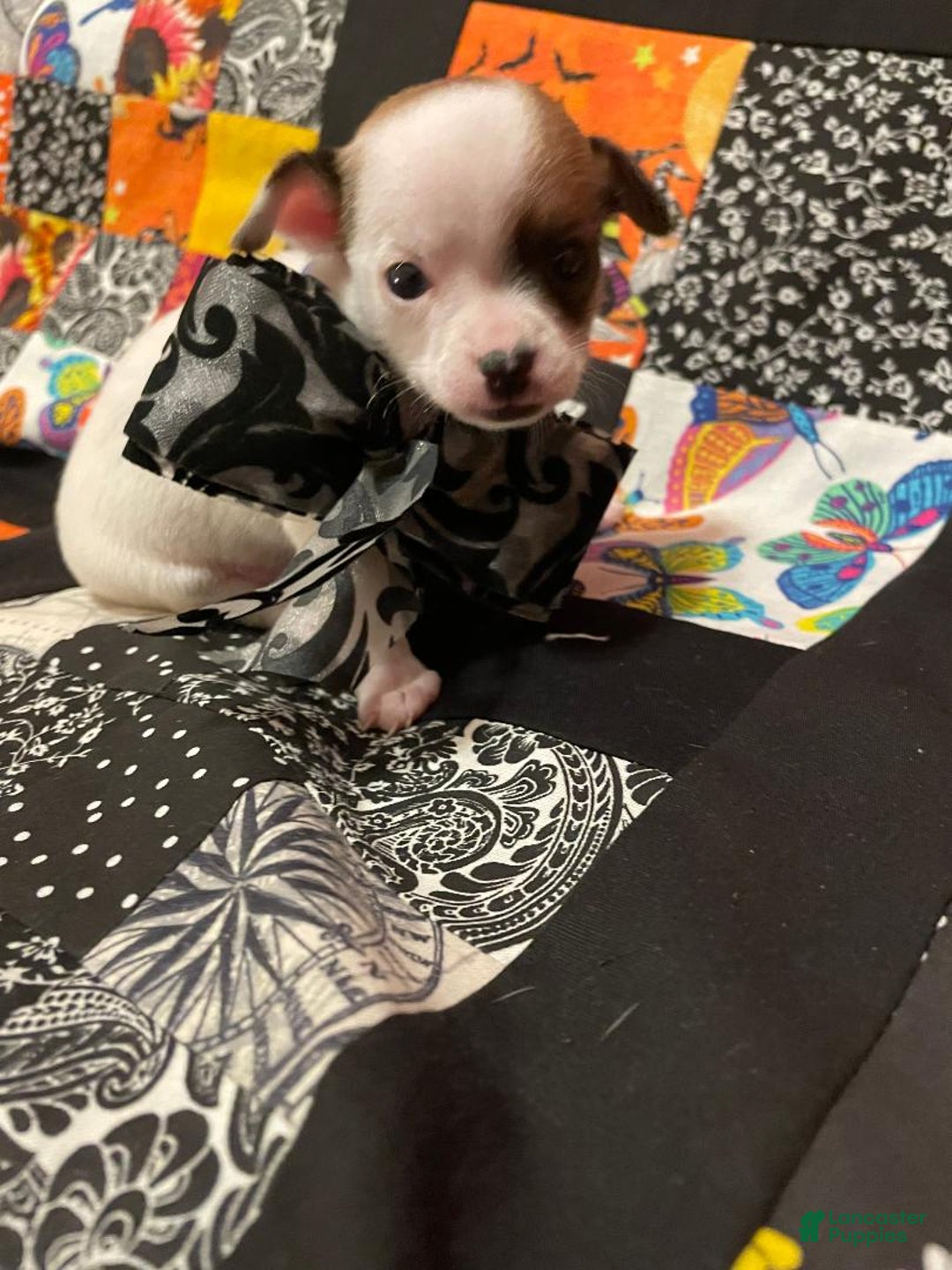Chihuahua dogs for sale: Lucille - Ad 27