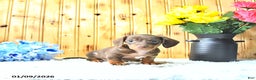 Miniature Dachshund dogs for sale: Marshal - Ad 3