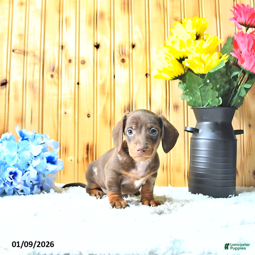 Miniature Dachshund dogs for sale: Marshal - Ad 3