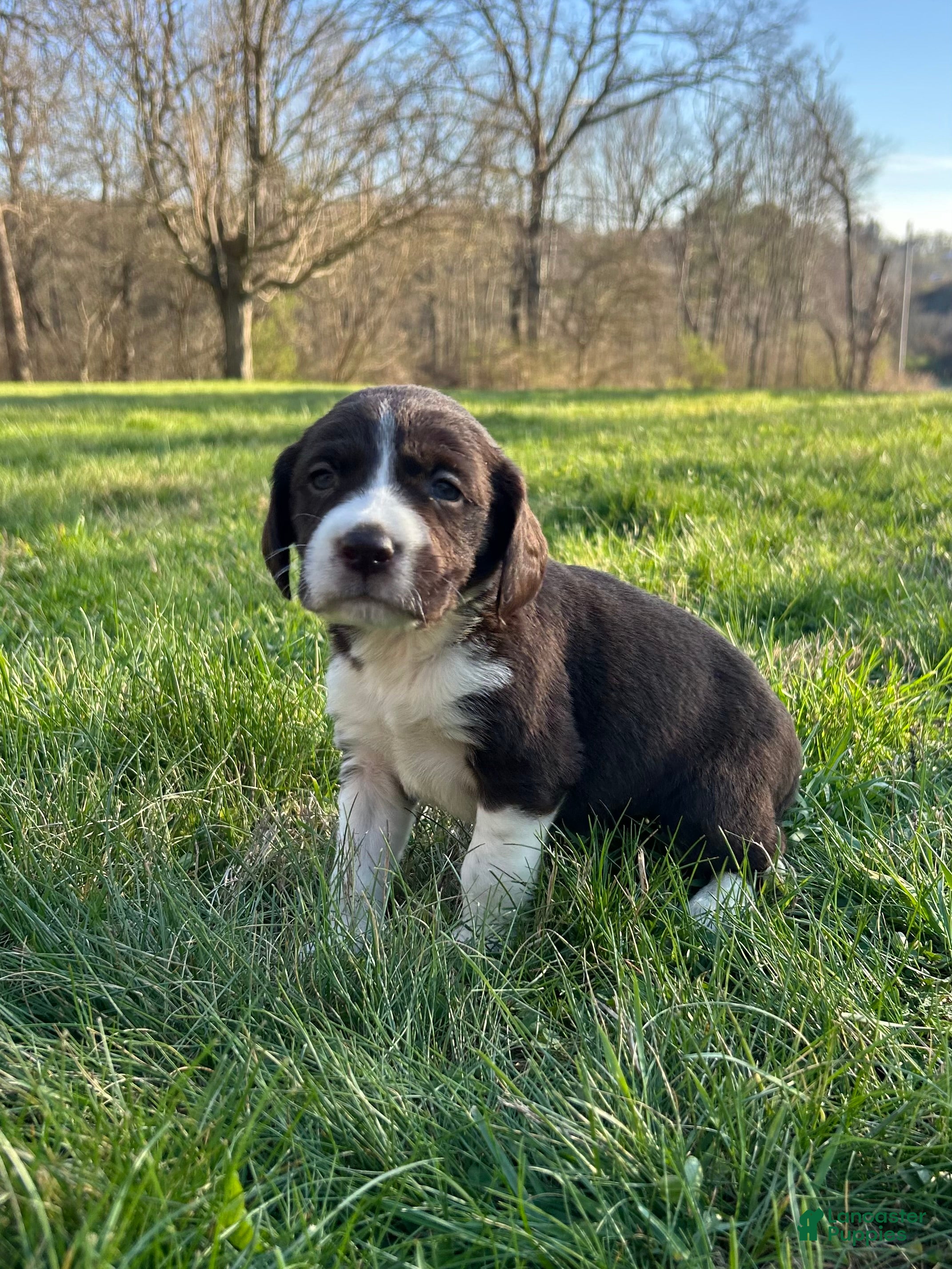 Mixed Breed dogs Coco - Ad 10