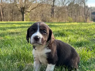 Mixed Breed dogs Coco - Ad 10