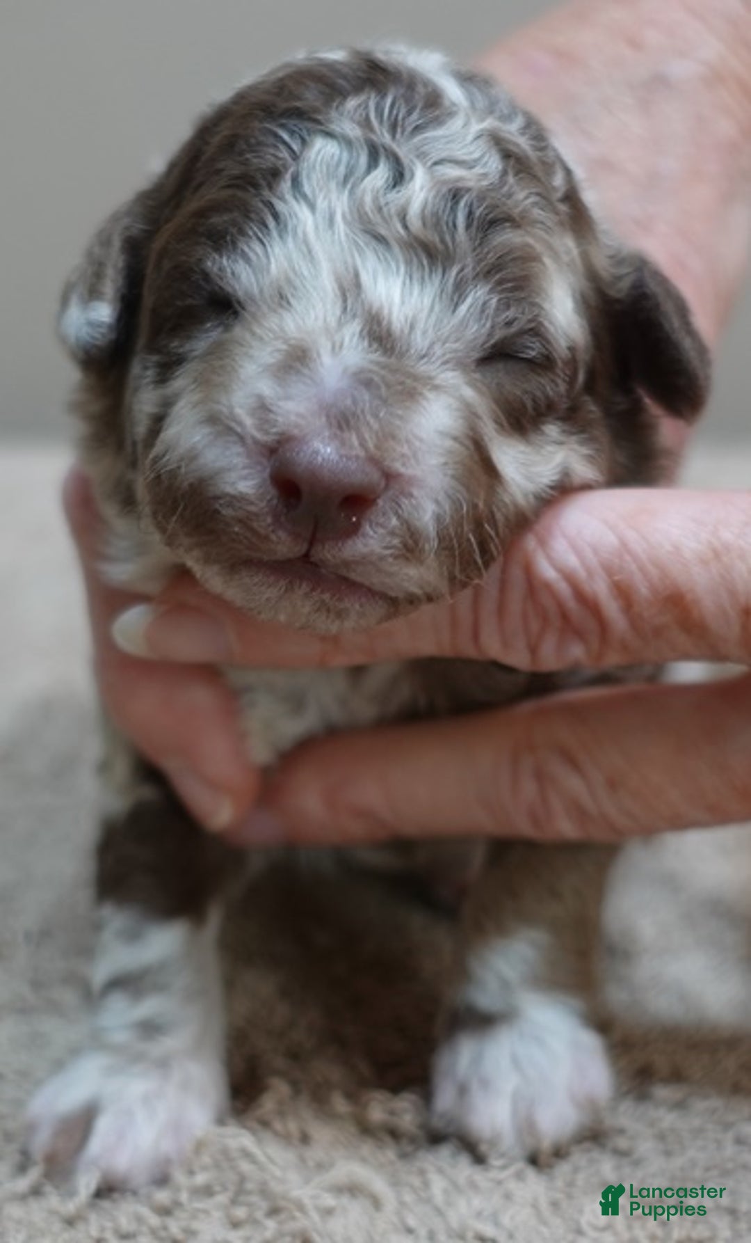 Toy Poodle dogs for sale: iven neutered 12/9/25 - Ad 19