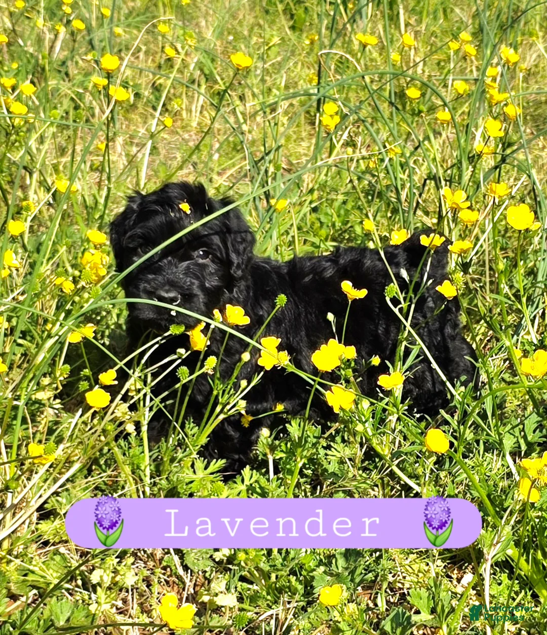 Giant Schnauzer dogs for sale: Giant Schnauzer Lavender - Ad 2
