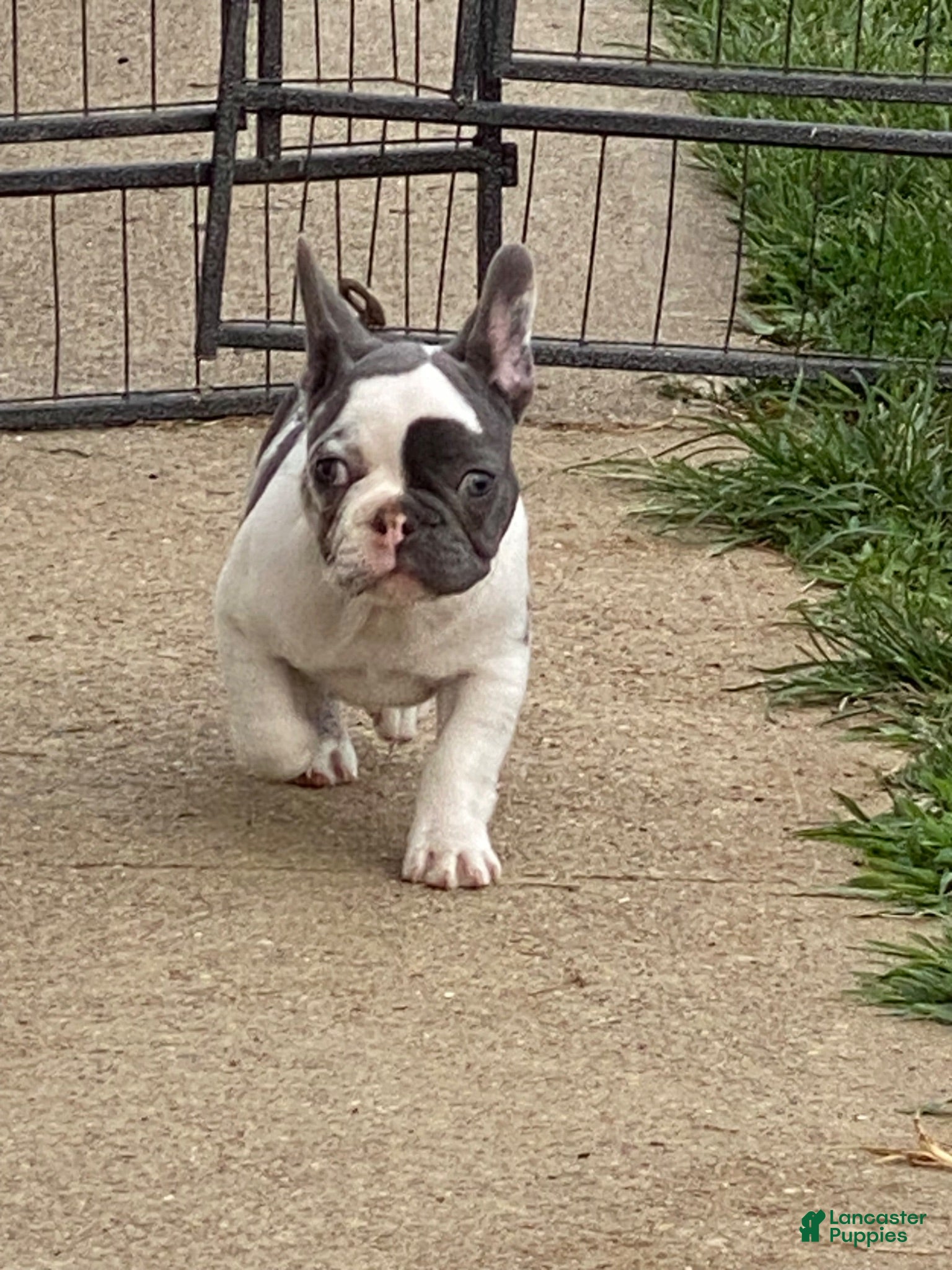 French Bulldog dogs French Bulldog 1 - Ad 29