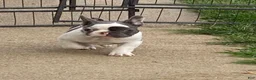 French Bulldog dogs for sale: French Bulldog 1 - Ad 1