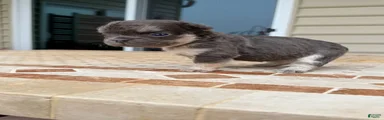 Rosie