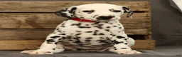 Dalmatian dogs for sale: Missy - Ad 2