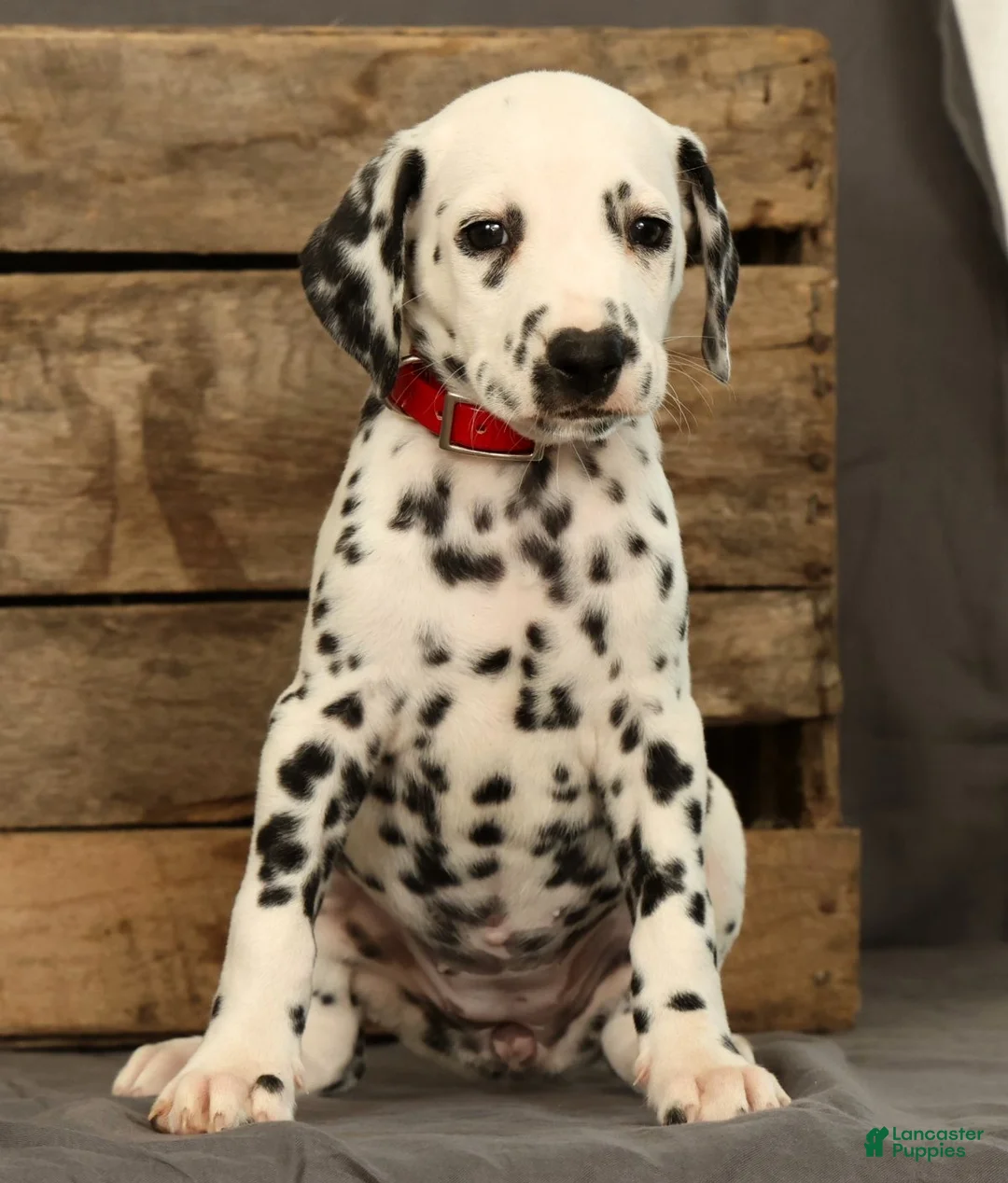 Dalmatian dogs for sale: Missy - Ad 2