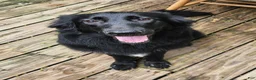 German Shepherd dogs for sale: German Shepherd 1 - Ad 6