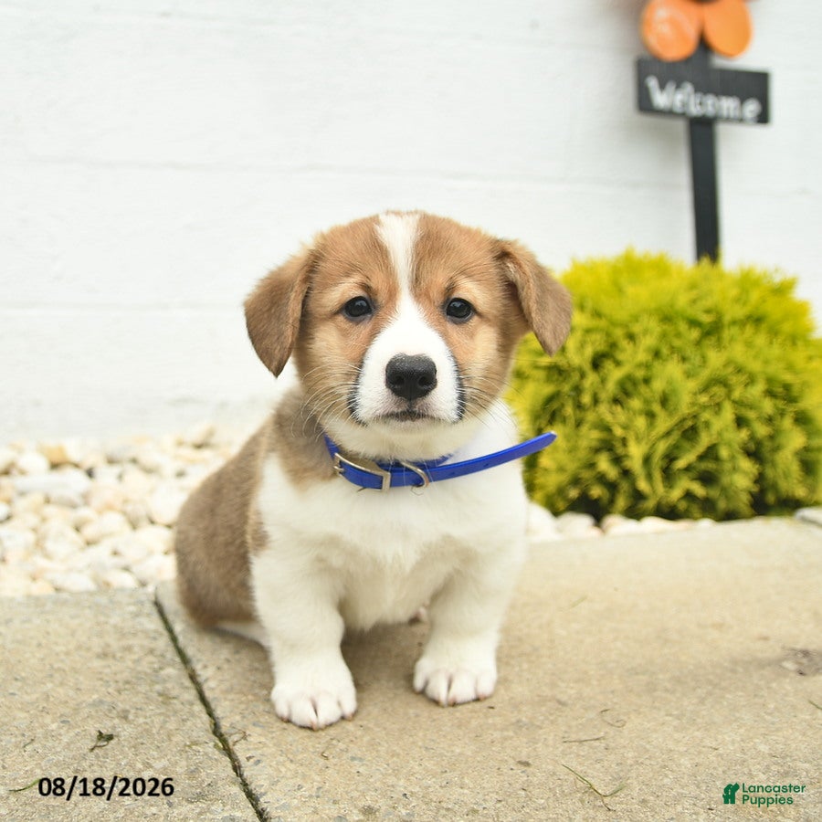 Welsh Corgi Pembroke dogs Banner - Ad 2