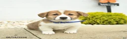 Welsh Corgi Pembroke dogs for sale: Banner - Ad 2