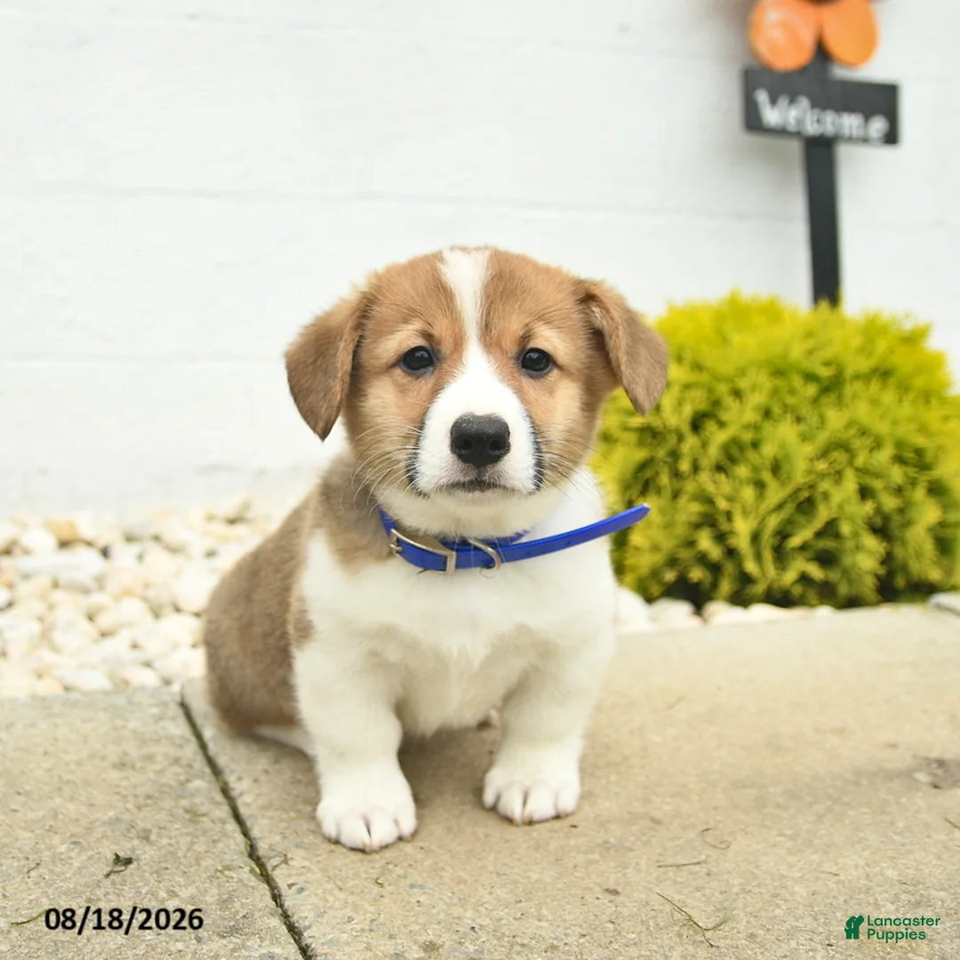 Welsh Corgi Pembroke dogs for sale: Banner - Ad 2