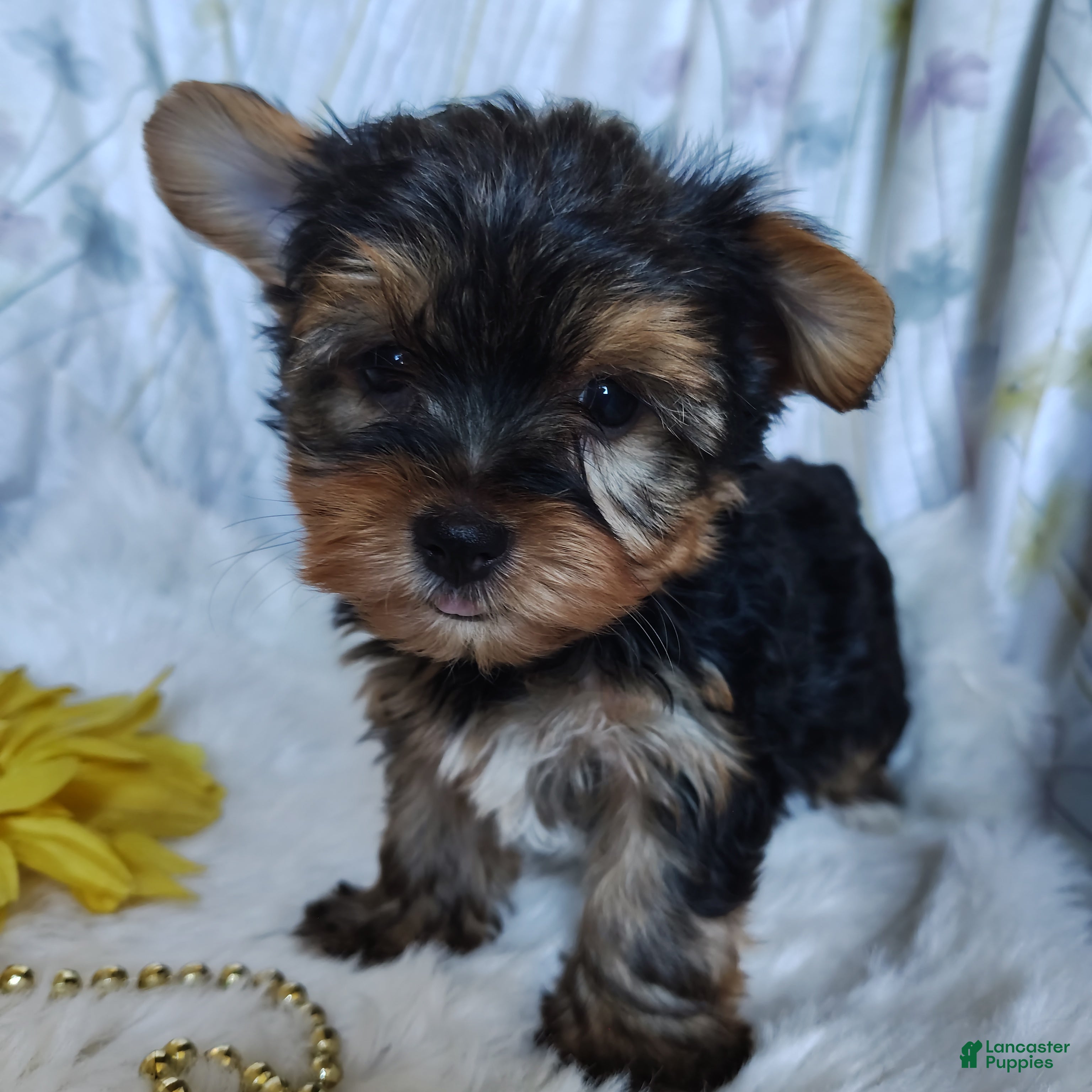 Yorkshire Terrier dogs Jacqueline - Ad 2