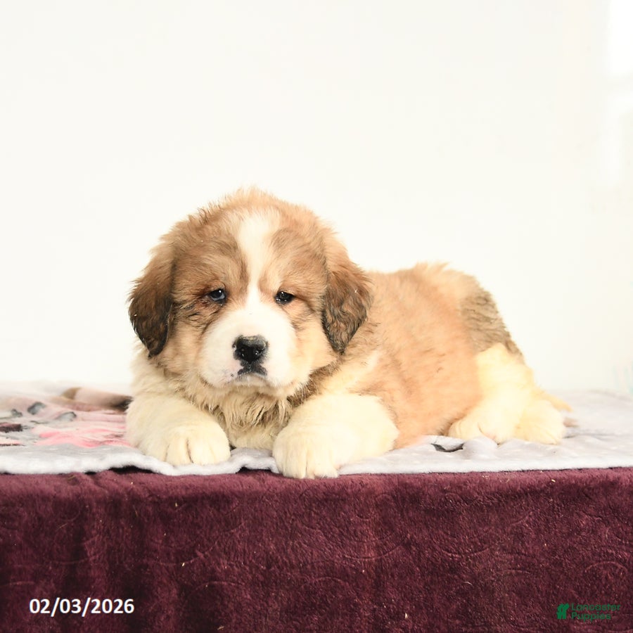 Mixed Breed dogs Princess - Ad 15
