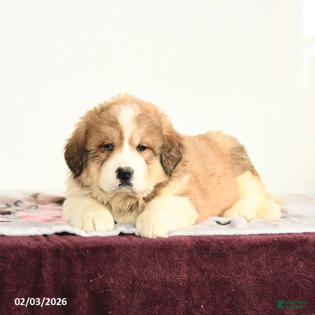 Mixed Breed dogs for sale: Princess - Ad 1
