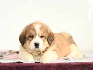 Mixed Breed dogs Princess - Ad 15