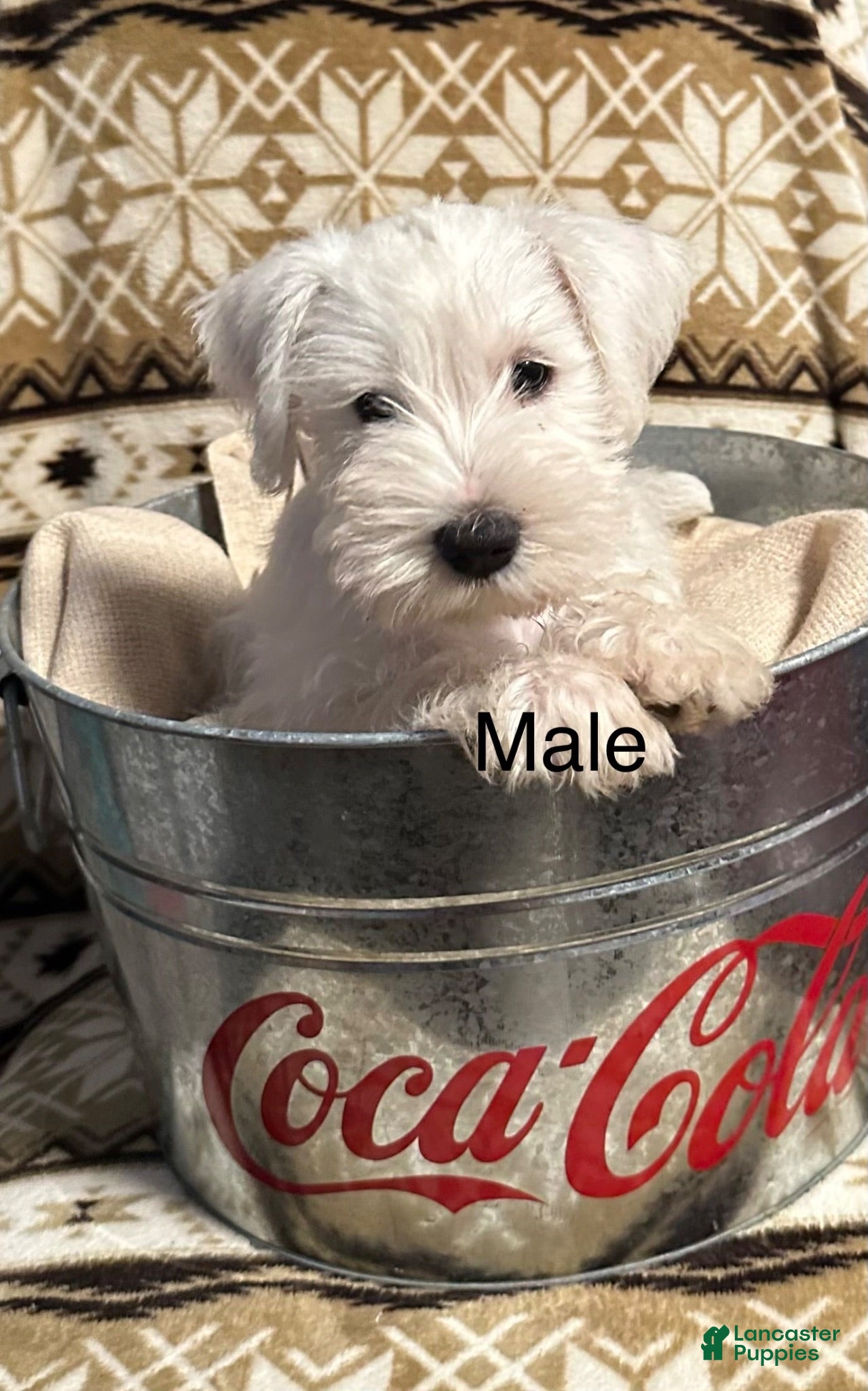 Miniature Schnauzer dogs Chester - Ad 28