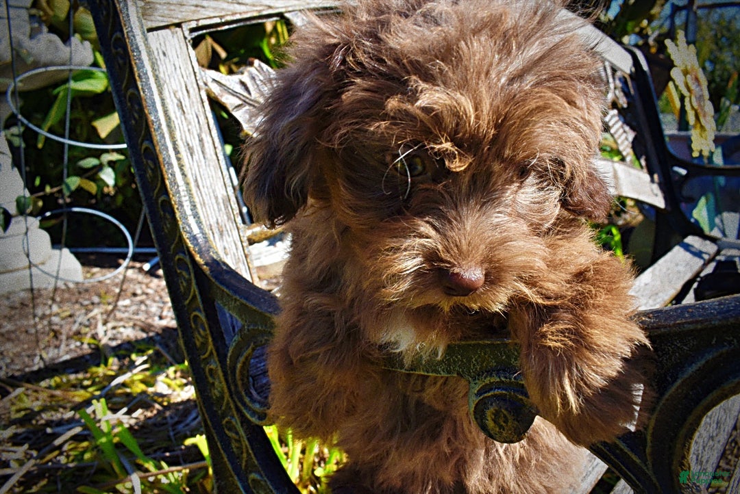 Havapoo dogs for sale: Gracie - Black Friday Sale - Ad 5