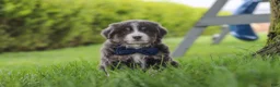 Miniature Australian Shepherd dogs for sale: Buddy - Ad 7