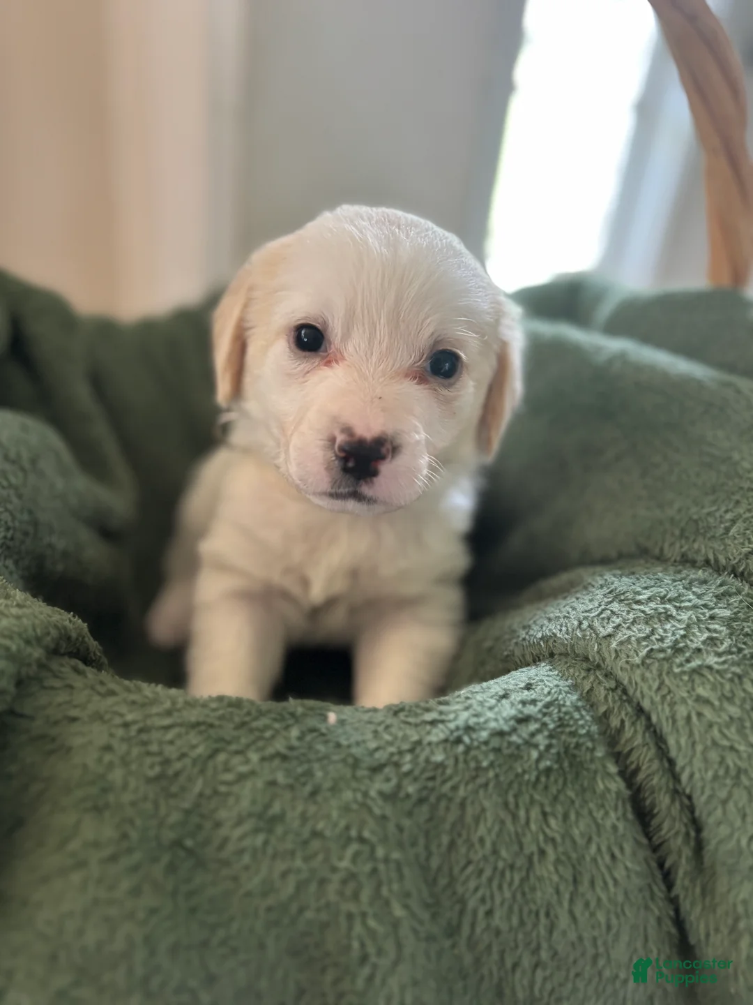 Mixed Breed dogs for sale: Beige Collar - Ad 1