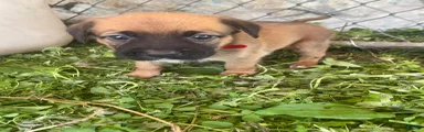 Mixed Breed 6