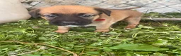 Mixed Breed dogs for sale: Mixed Breed 6 - Ad 1