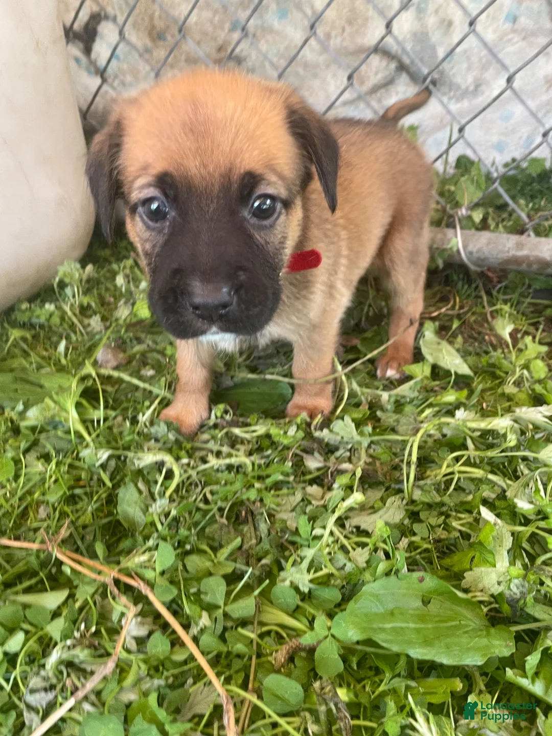 Mixed Breed dogs for sale: Mixed Breed 6 - Ad 1