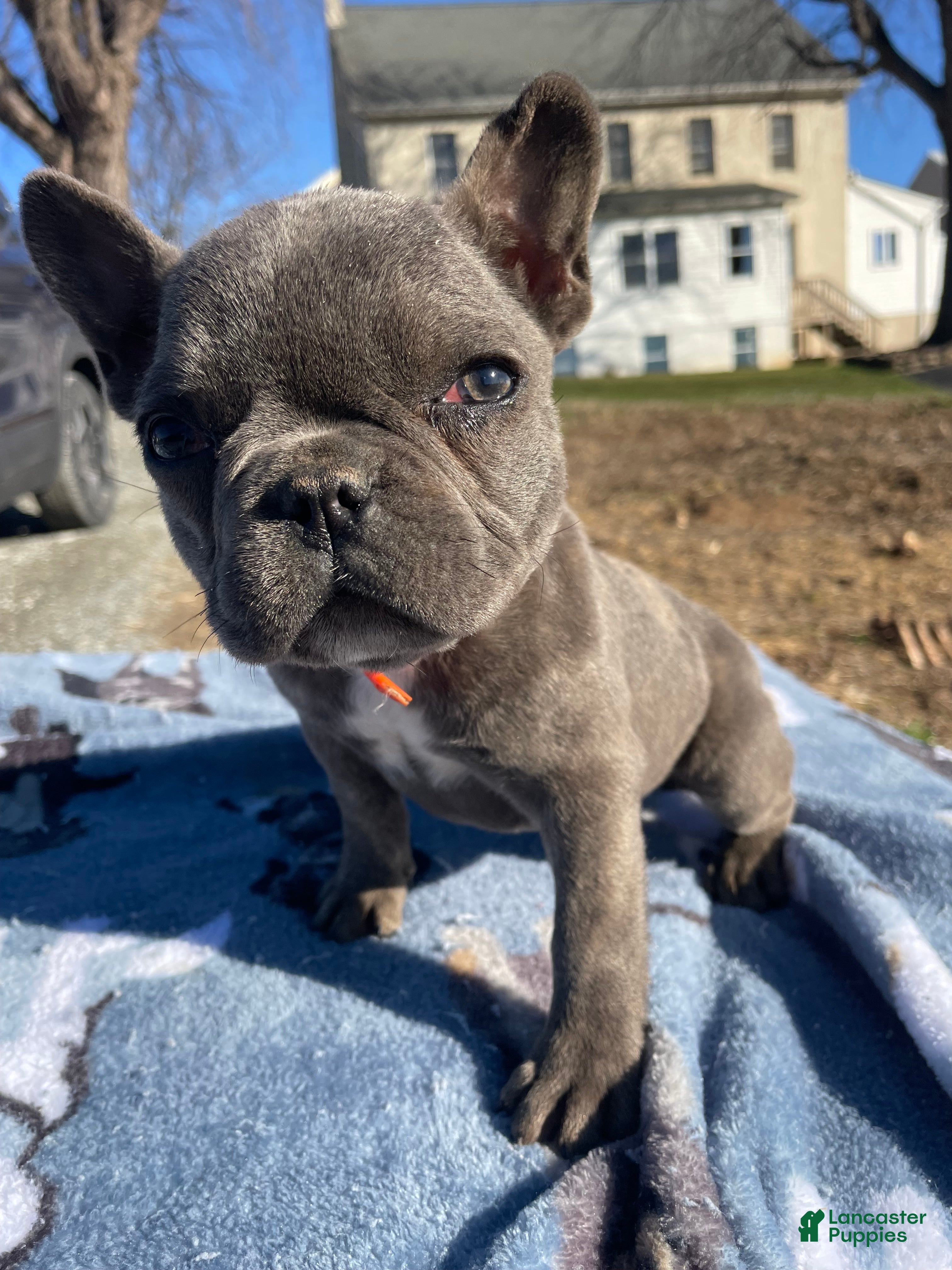 French Bulldog dogs Fiona - Ad 30