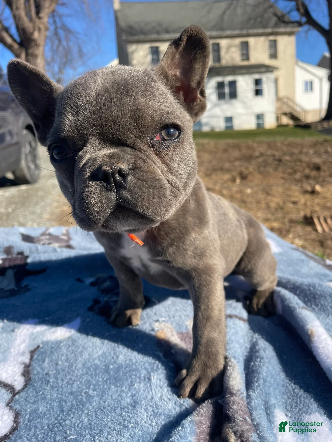 French Bulldog dogs for sale: Fiona - Ad 1