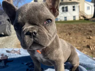 French Bulldog dogs Fiona - Ad 30