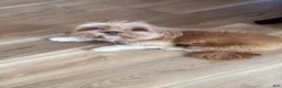 Mixed Breed dogs for sale: Brownie  - Ad 8