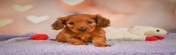 Dachshund dogs for sale: Jax - Ad 6
