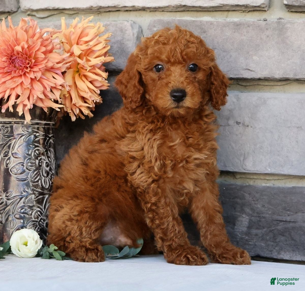 Miniature Poodle dogs Neo - Ad 1