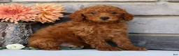 Miniature Poodle dogs for sale: Neo - Ad 7