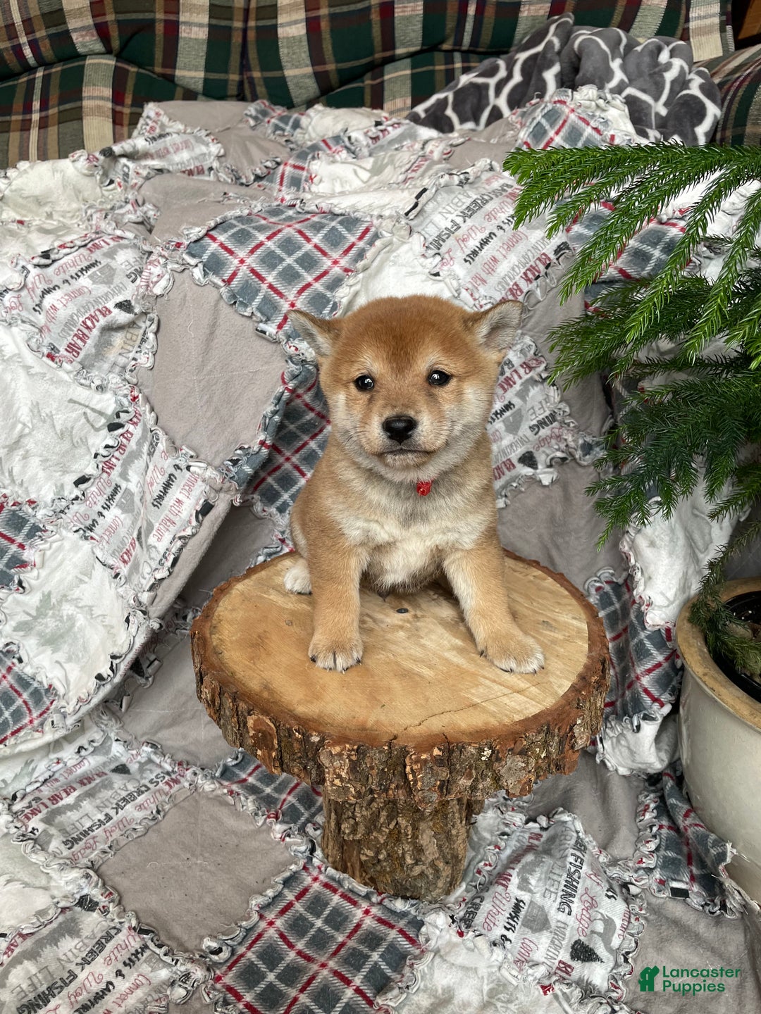 Shiba Inu dogs for sale: Peppermint - Ad 2