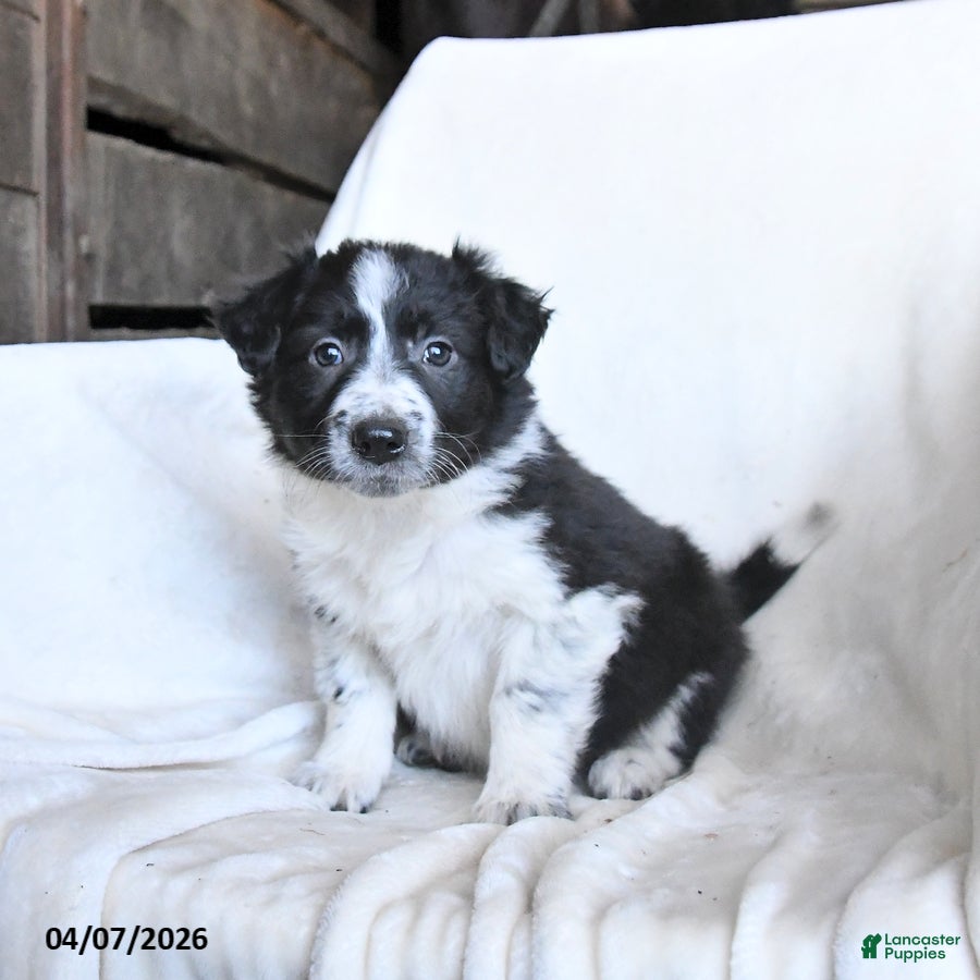 Border Collie dogs Fancy - Ad 2