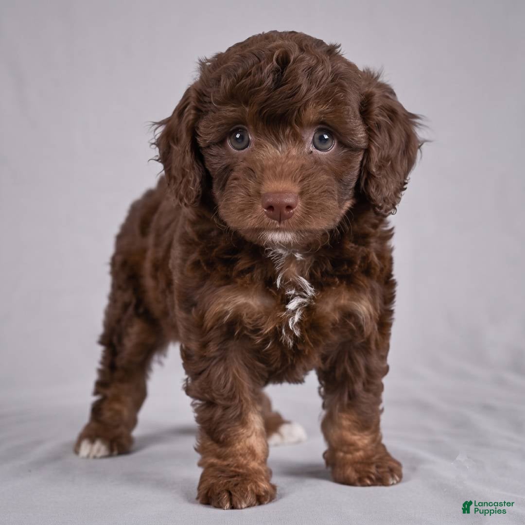 Cockapoo dogs Judy - Ad 2