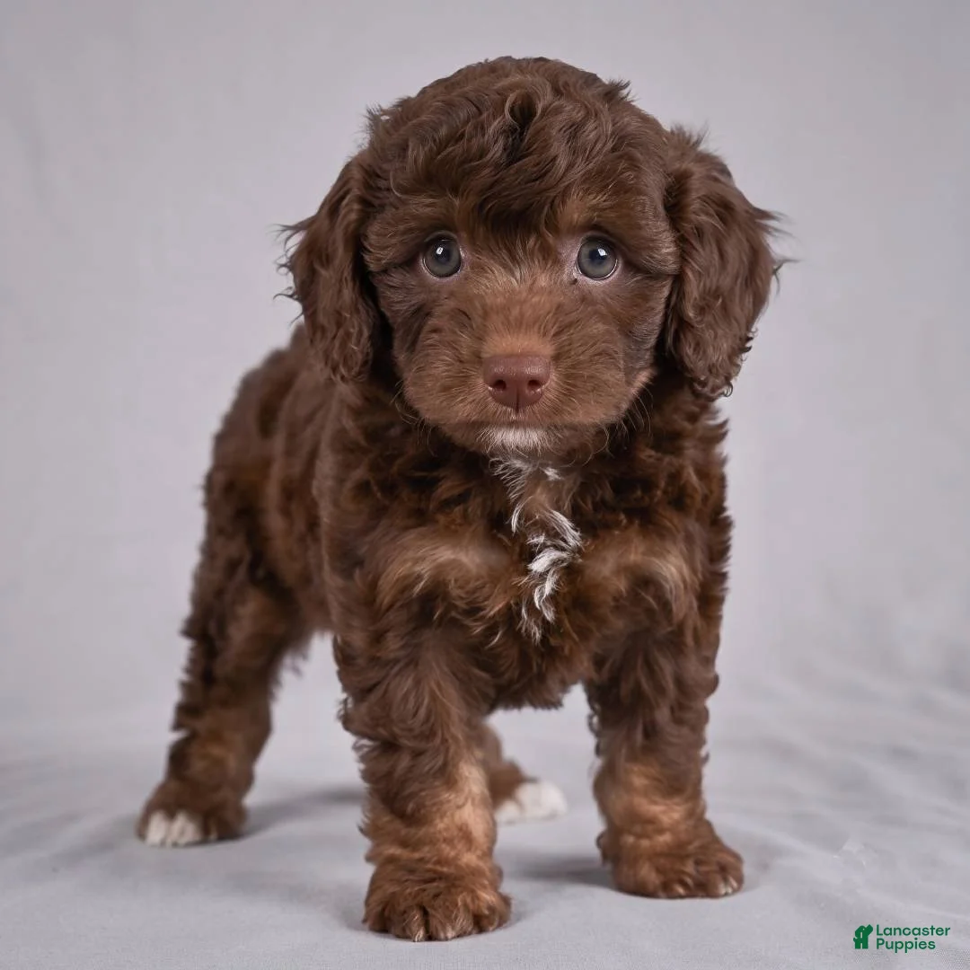 Cockapoo dogs for sale: Judy - Ad 2