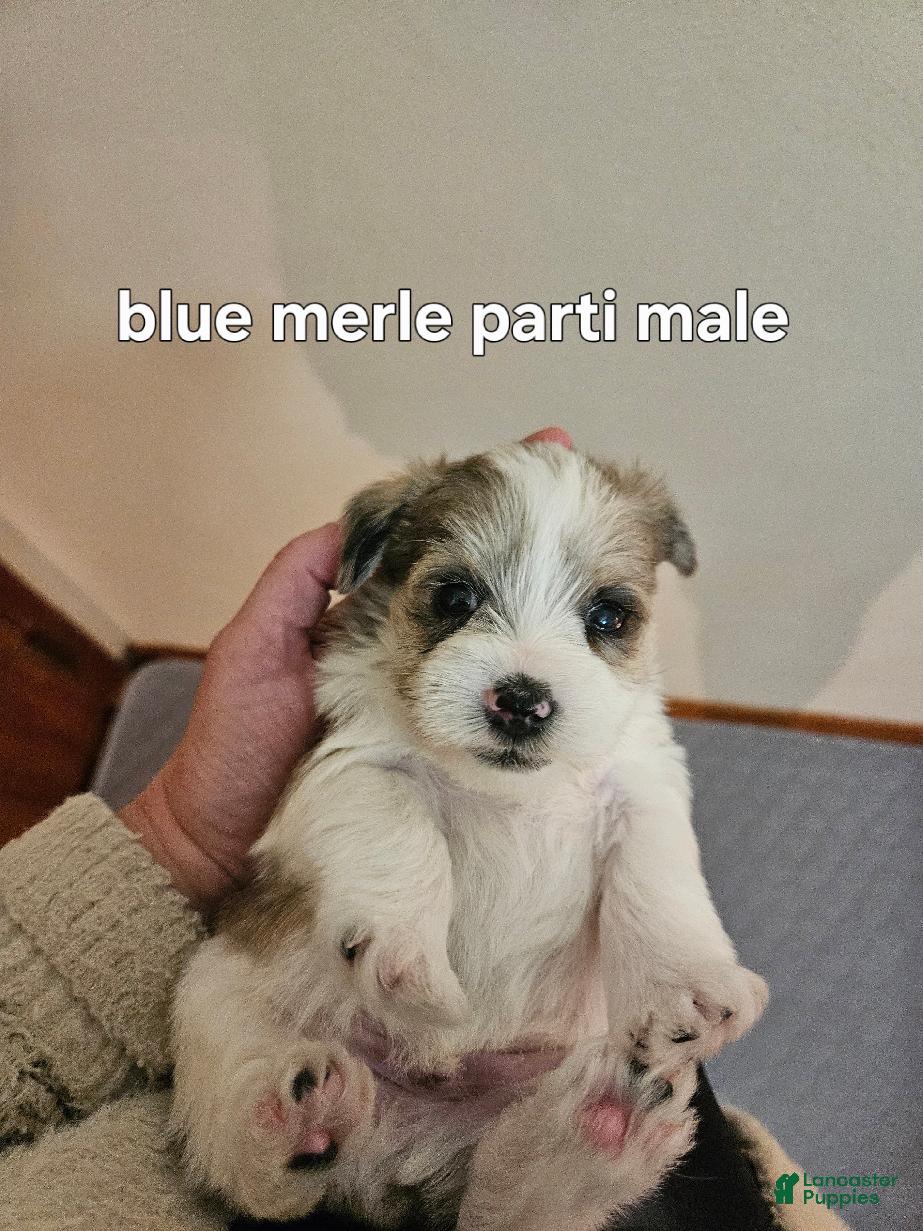 Miniature Schnauzer dogs Blue merle parti male  - Ad 23