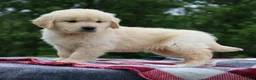 Golden Retriever dogs for sale: Champ - Ad 6