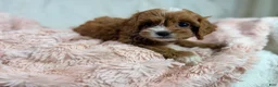 Cavapoo dogs for sale: Caramel 🎀 - Ad 8
