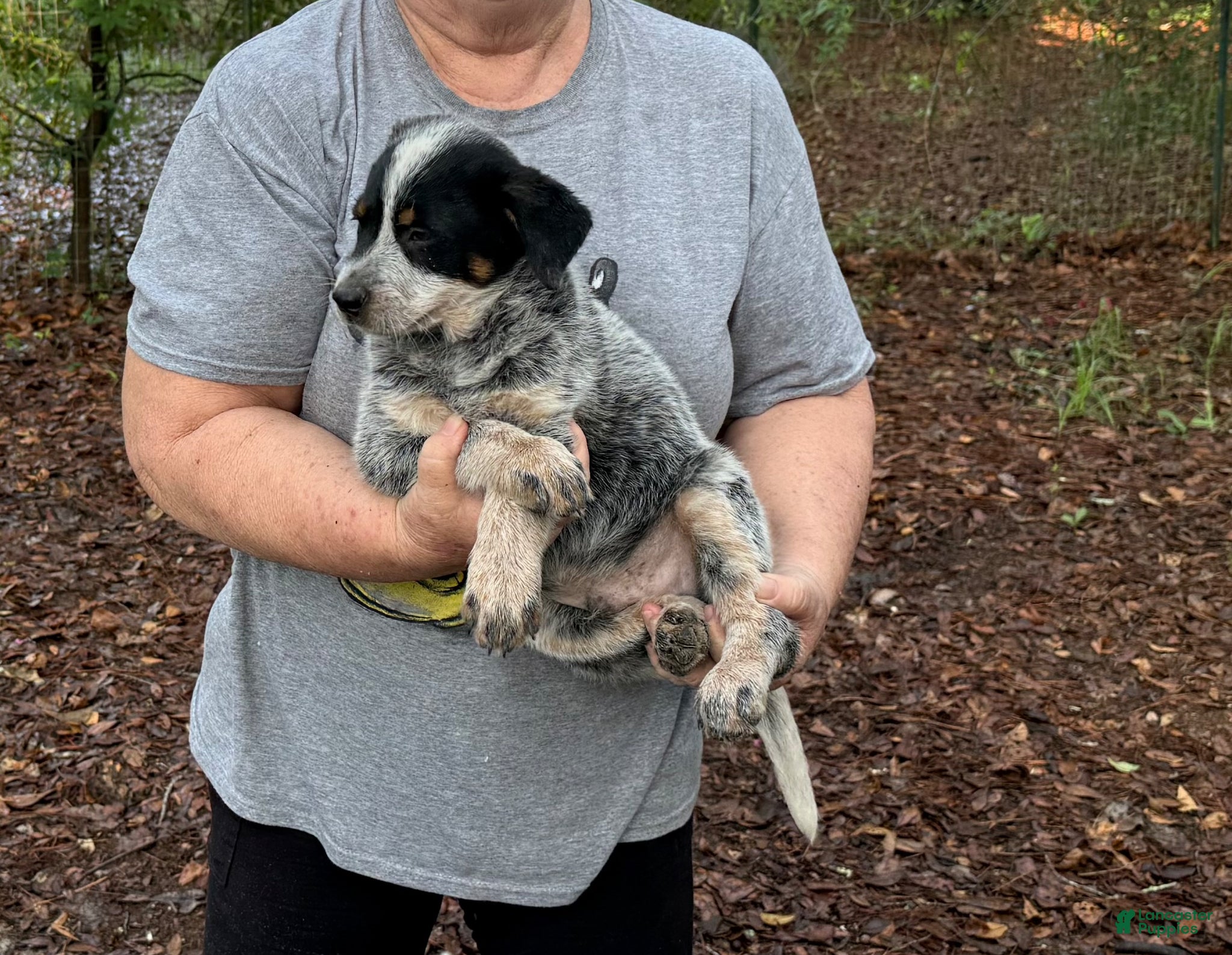 Australian Cattle Dog dogs Australian Cattle Dog Puppy 2 - Ad 2
