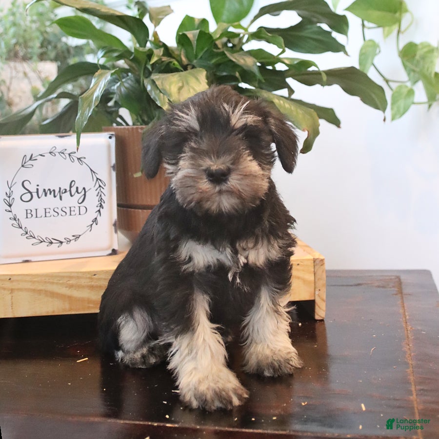 Miniature Schnauzer dogs Greta - Ad 1