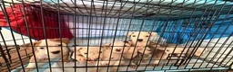 American Pit Bull Terrier dogs for sale: American Pit Bull Terrier 6 - Ad 7