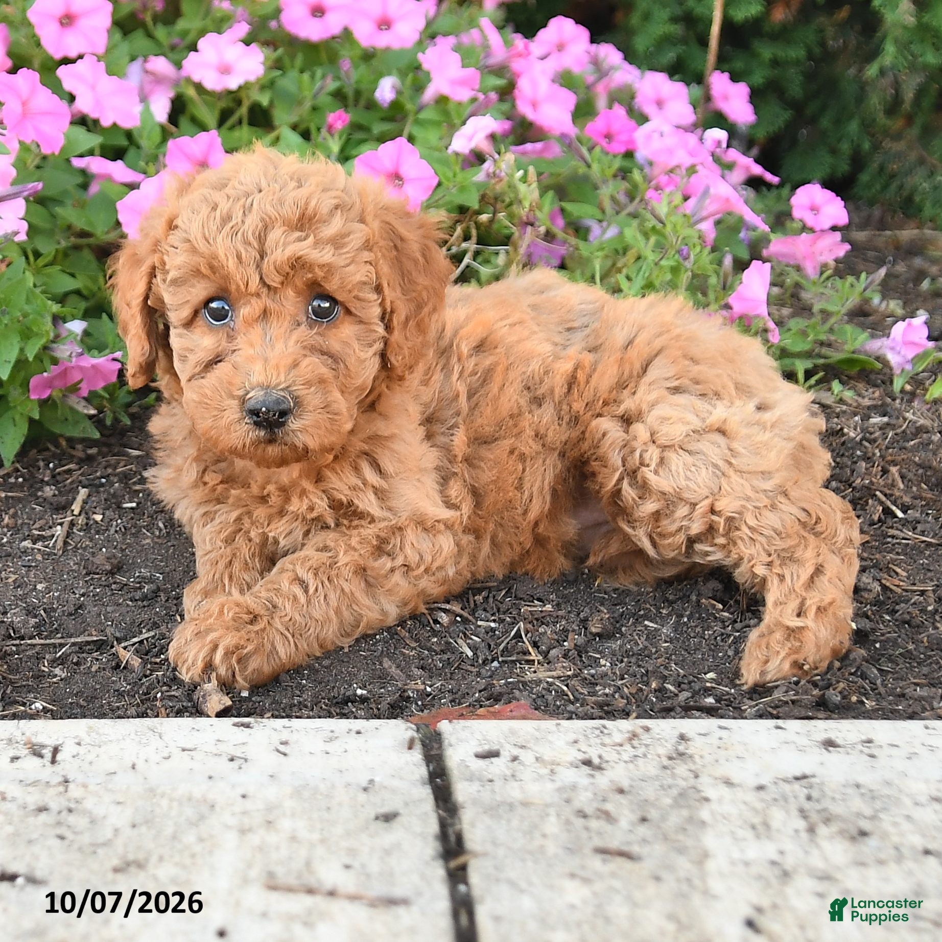 Mini Goldendoodle dogs Poppy - Ad 2