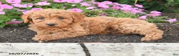 Mini Goldendoodle dogs for sale: Poppy - Ad 2